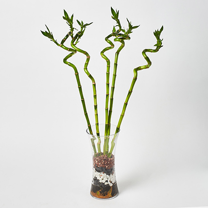 Spiral Shaped Lucky Bamboo Plant In Glass Vase: Chinese New Year Plants