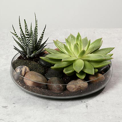 Green Echeveria and Haworthia with Natural Stones: Just Because Gifts