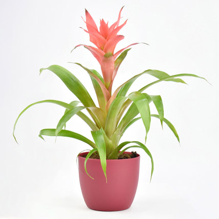 Beautiful Red Guzmania Plant: Office Desk Plants