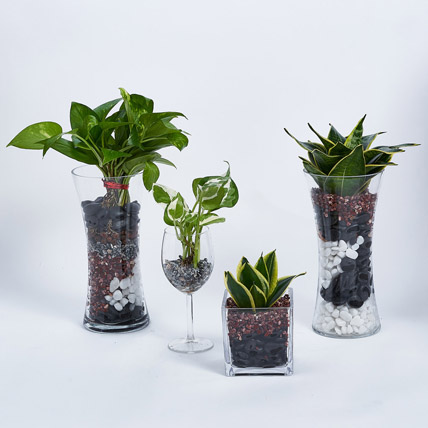 Combo Of Money And Sanseveria Plant: Office Desk Plants