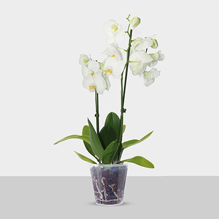 Double Stem White Orchid In Nursery Pot: Office Desk Plants