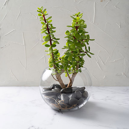 Jade Plant In Glass Bowl: Plants Shop SG