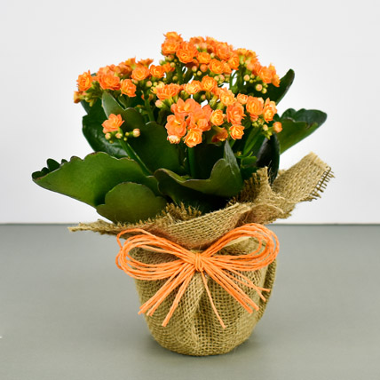 Jute Wrapped Orange Kalanchoe Plant: Corporate Gifts for Employees and Coworkers