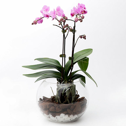Mini Double Phalaenopsis In Fishbowl: Gifts for Clients