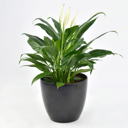 Peace Lily In Matt Black Planter: Desktop Plants