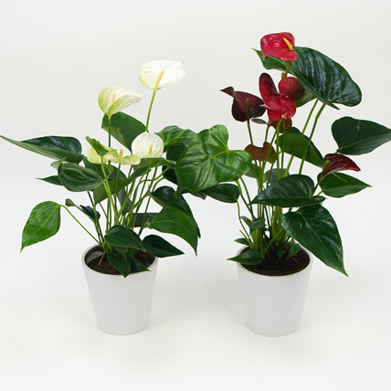 Red And White Anthurium Plants Combo: Desktop Plants