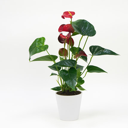 Red Anthurium In Ceramic Pot: Office Desk Plants