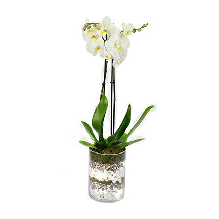 White Orchid Beauty: Orchid Plants Singapore