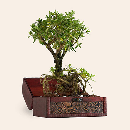 Serissa Japonica: Gifts For Mom Dad