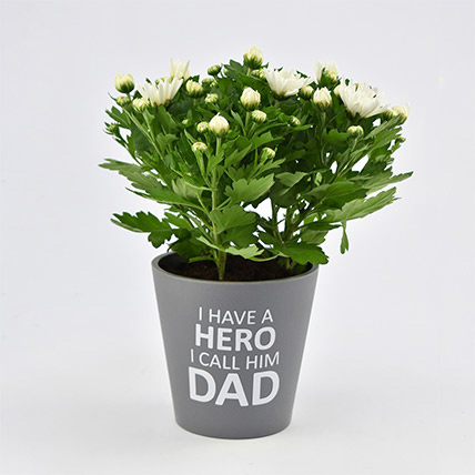 My Hero My Dad Chrysanthemum Plant: Plants For Father's Day