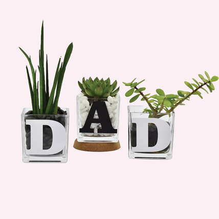 Trio Of Plants For Dad: Fathers Day Plants