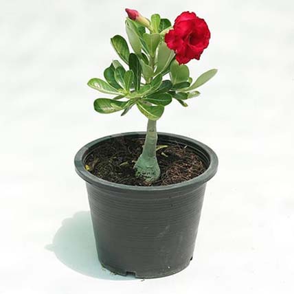 Desert Rose Plant Pot: Office Desk Plants