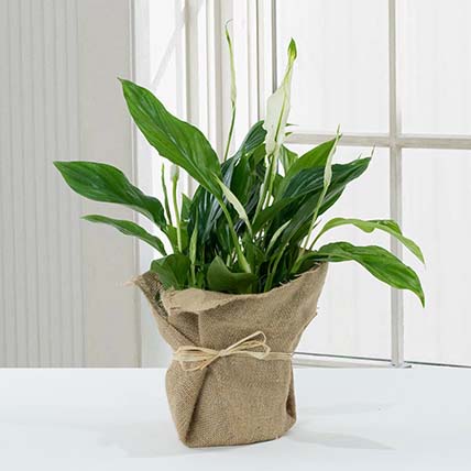 Spathiphyllum Jute Wrapped Potted Plant: Good Luck Plants