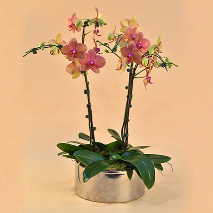 Dual Tone Phalaenopsis Plant: Orchid Plants Singapore