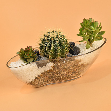 Succulent Boat Terrarium: Cactus and Succulents