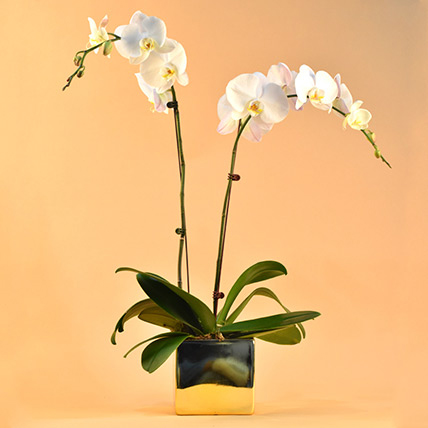 White Orchids Plant Square Vase: orchid plant
