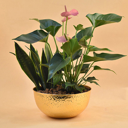 Anthurium & Sansevieria Plant Golden Pot: Indoor Bedroom Plants
