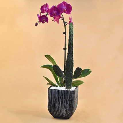 Cactus & Phalenopsis Plant Vase: Indoor Bedroom Plants