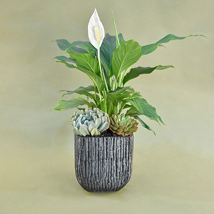 Classic Indoor Plants Pot: Cactus and Succulents