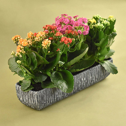 Colourful Kalanchoe Plant In Grey Vase: Indoor Bedroom Plants