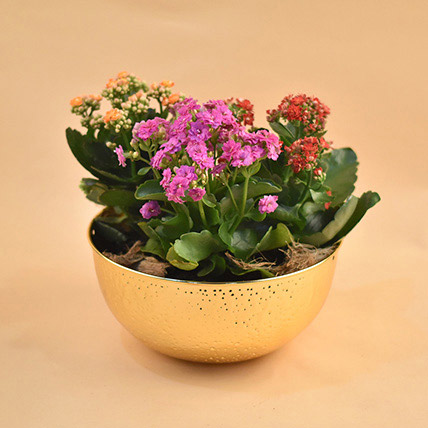Colourful Kalanchoe Plants Pot: Bedroom Plants