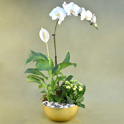 Flowering Plants In Golden Pot: Indoor Bedroom Plants