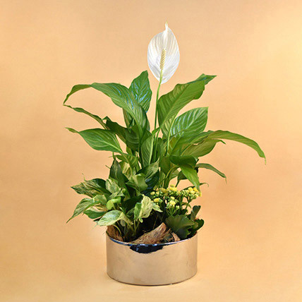 Green Flowering Plants In Silver Vase: Indoor Plants Singapore