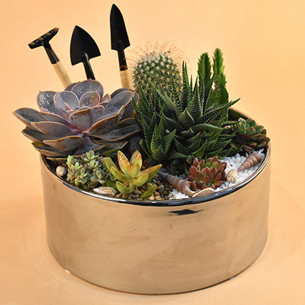 Mini Succulent Garden Container: Cactus and Succulents