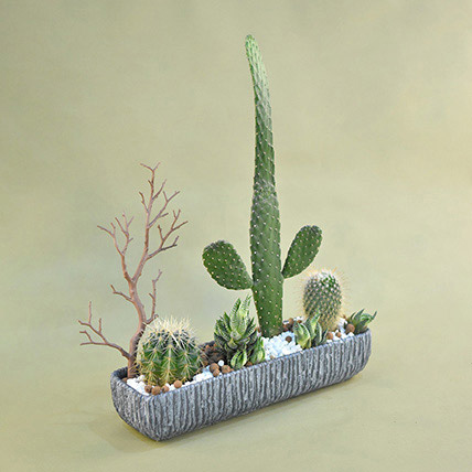 Mini Succulent Garden In Grey Vase: Cactus and Succulents