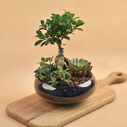 Mini Succulent Garden In Round Vase: Plants Shop SG
