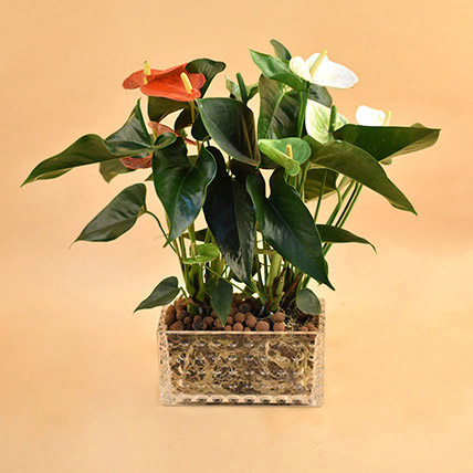 Red & White Anthurium Plant In Rectangular Vase: Bedroom Plants