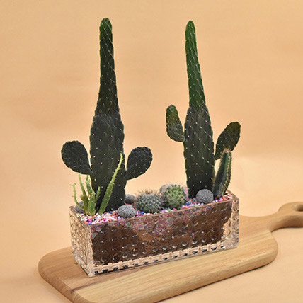 Succulents Rectangular Terrarium: Cactus and Succulents