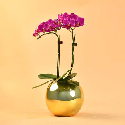 Purple Orchids Plant Fish Bowl Vase: Gift Delivery Singapore