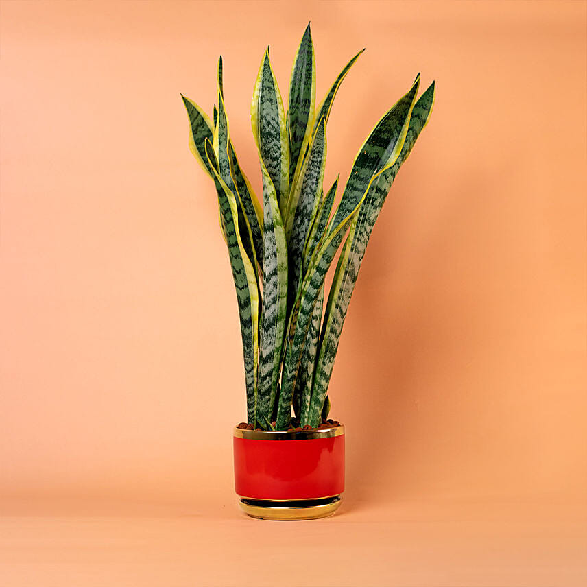 Sansevieria Plant In Red Designer Pot: Snake Plants