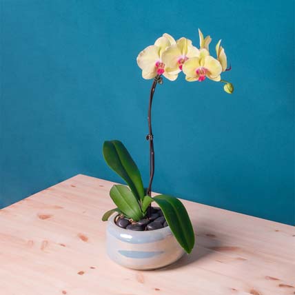 White Orchid Plant in Round Designer Vase: Plants Shop SG