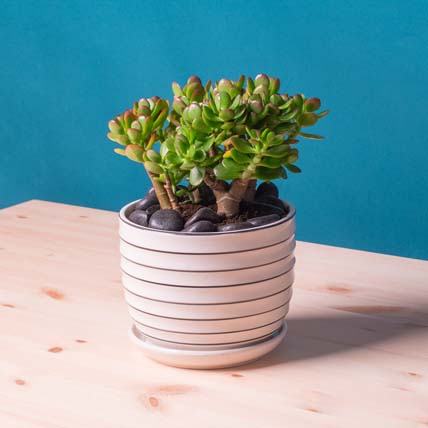 Mini Succulant Plant in Designer Round Vase: Plants Shop SG