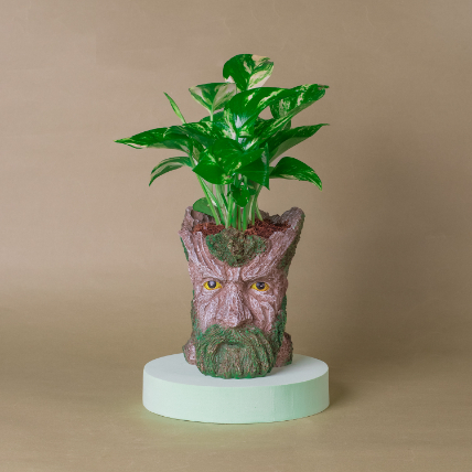 Money Plant Tree Man Pot: Plants Shop SG