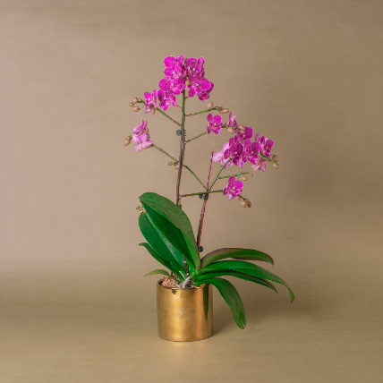 Purple Orchid Designer Plant Pot: 