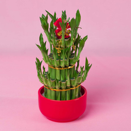 3 Layer Bamboo In Chinese New Year In Red Pot: Chinese New Year Plants