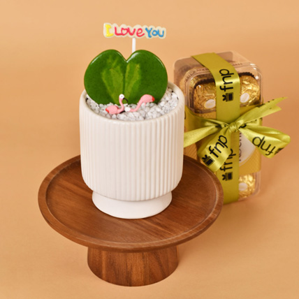 Single Hoya Plant with Ferrero Rocher: Kiss Day Gifts