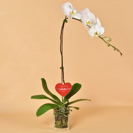 White Orchid Single Stem in Square Glass Vase: 
