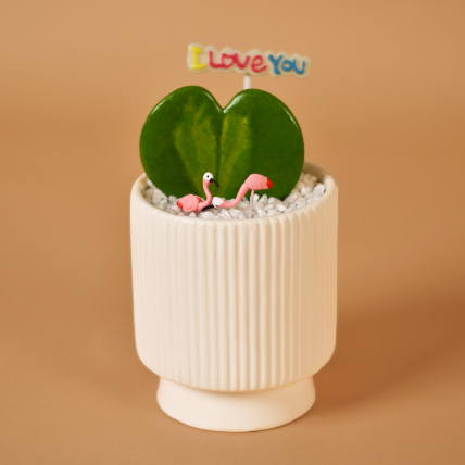 Single Hoya Plant for in White Ceramic Pot: 