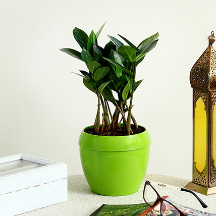 Desktop Plants Gifts