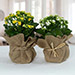 Jute Wrapped Dual Potted Plants