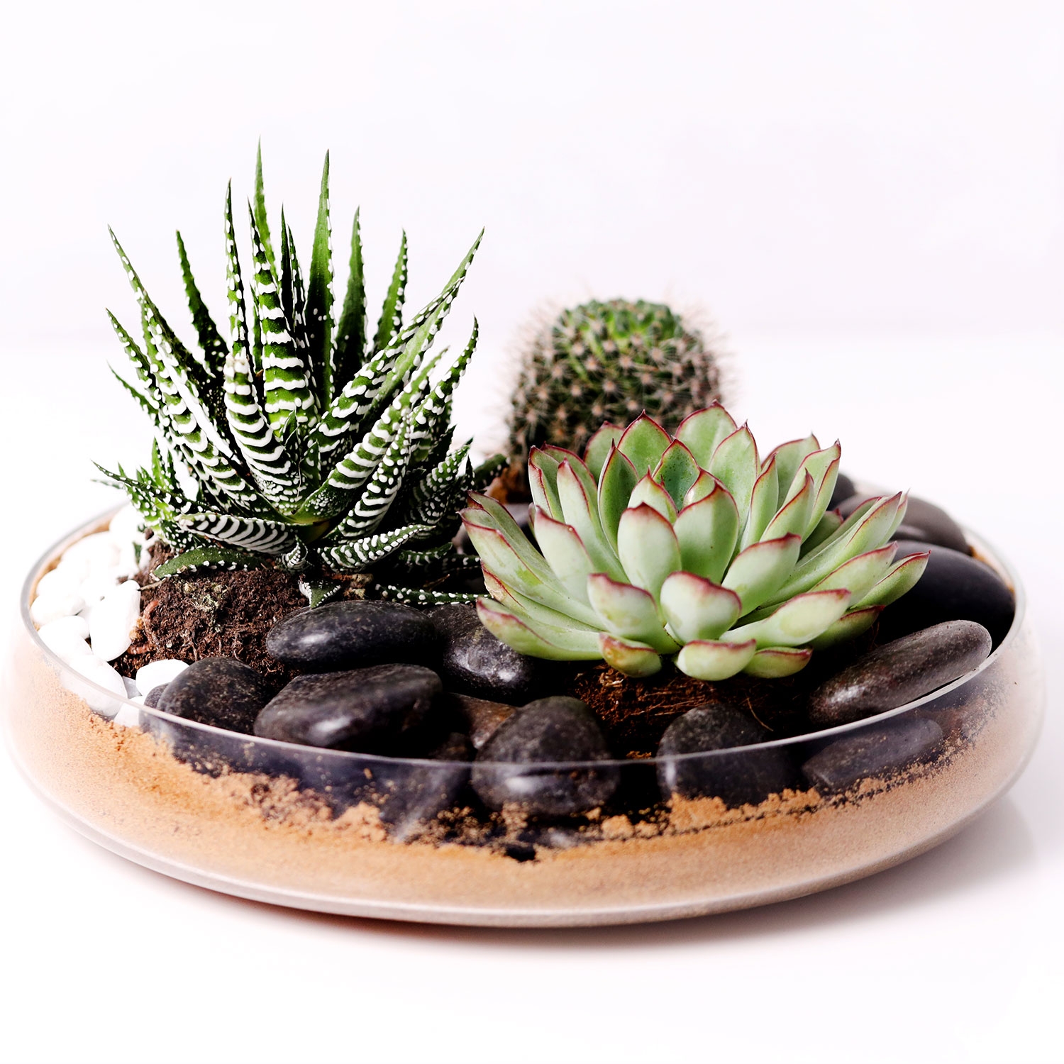 Combo of 3 Plants In Clear Glass Platter