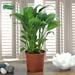 Leafy Peace Lily Plant