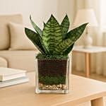 Sanseaveria Green Compacta Plant 3 Glass Terrarium