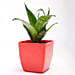 Green Sansevieria Plant In Red Plastic Pot