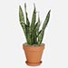 Air Purifying Snake Plant In Nursery Pot