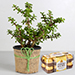 Jade Plant with Ferrero Rocher
